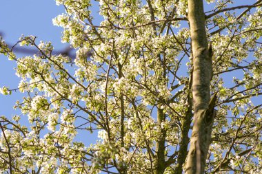 Gökyüzü arka planında çiçek açan kiraz. Berrak mavi gökyüzünün altındaki kiraz ağacı.