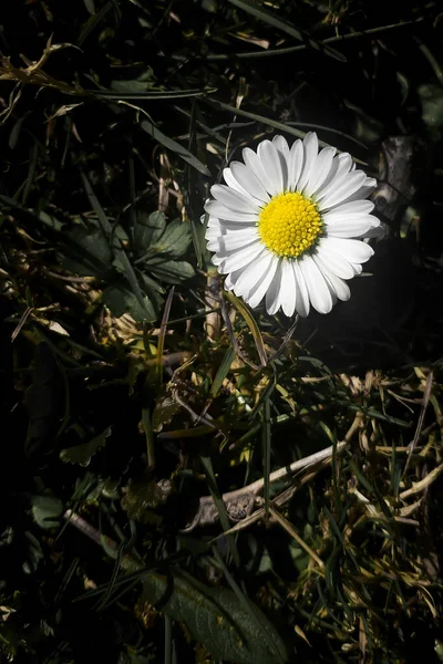 Weiße Gänseblümchen Blühen Auf Gras Frühlingsblume Auf Rasen Hintergrund Kleine — Stockfoto