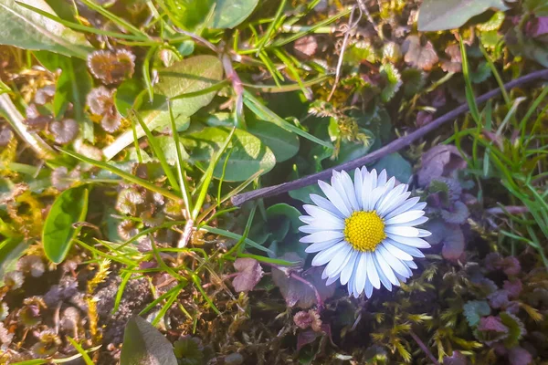Bílá Sedmikráska Trávě Jarní Květina Pozadí Trávníku Malá Květinka Louce — Stock fotografie