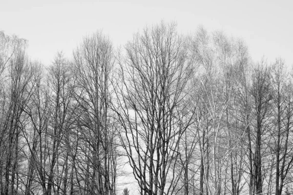 Photo Arbres Noirs Blancs Sans Végétation Arbres Dans Village Hiver — Photo