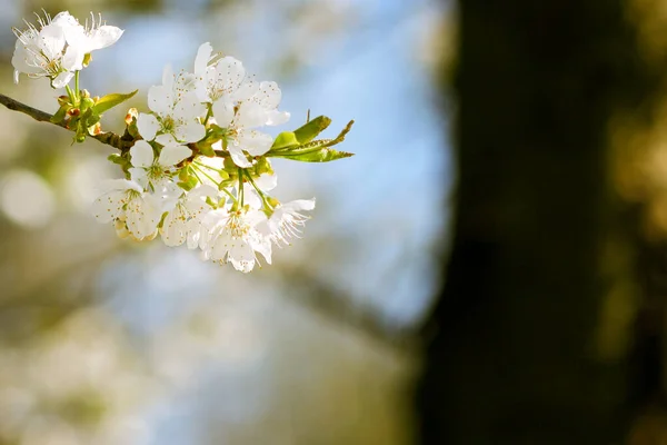 Красивая Сакура Цветущая Сакура Весной — стоковое фото