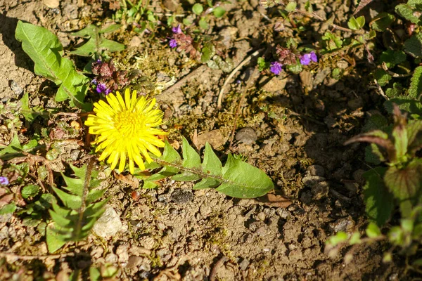 Fechar Cardo Porca Florescente Amarelo Brilhante Sonchus Oleraceus Fundo Grama — Fotografia de Stock