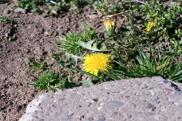 Gros Plan Sifflet Fleurs Jaune Vif Sonchus Oleraceus Sur Fond — Photo