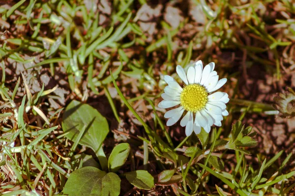 草の上に白いデイジーの花 芝生の背景に春の花 草地の上の小さな花 — ストック写真