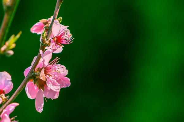 Цветение Персикового Дерева Розовые Цветки Багрового Персика Зеленом Фоне Природы — стоковое фото