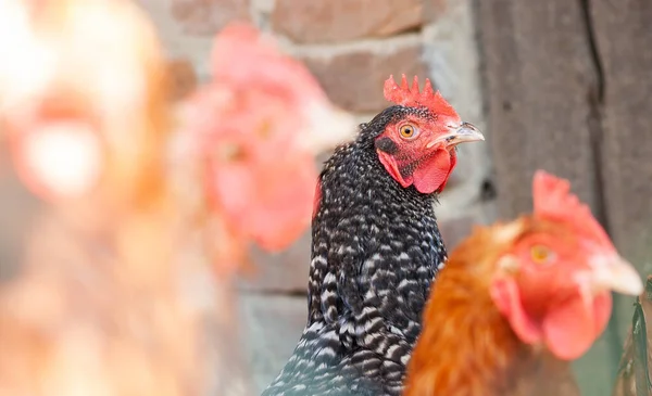 农场里的鸡头动物的头农业上的鸟 — 图库照片