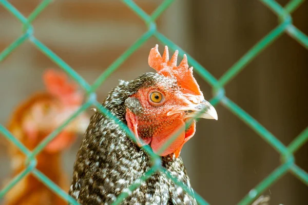 Tête Poulet Ferme Tête Animal Oiseau Agricole — Photo