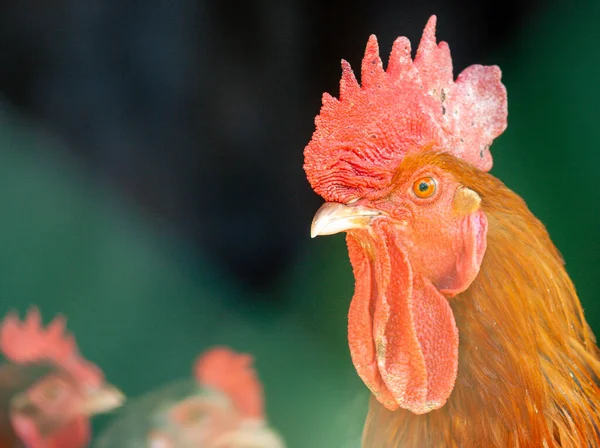Головний Убір Ardennaise Rooster Проти Зеленої Підгрупи — стокове фото