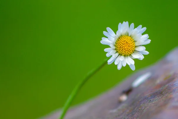 緑の背景に1つのデイジーの花 緑のボケ味のデイジー 庭のカモミール一つ — ストック写真