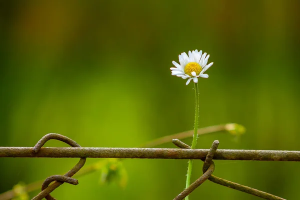 Jednoduchá Bílá Květinka Kovovém Plotě Koncepce Osamělosti Jedna Květina Zahradě — Stock fotografie