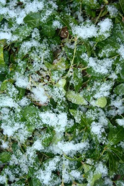 Снег Зеленом Листе Фон Природы Природе Польше Зимний Сезон — стоковое фото