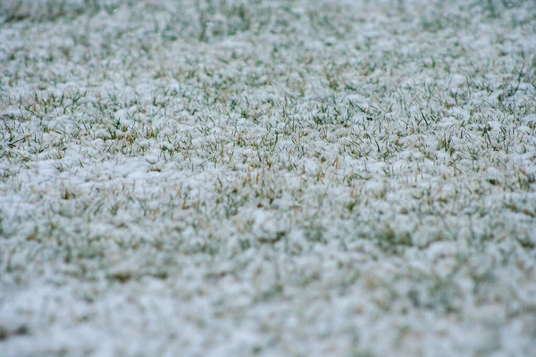 Met Gras Bedekte Sneeuw Copyspace Achtergrond Natuurlijke Schoonheid — Stockfoto