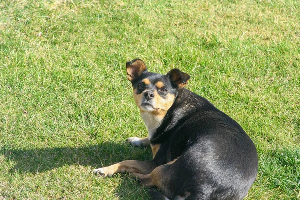 Jeune Petit Chien Repose Sur Herbe Dans Parc Extérieur — Photo