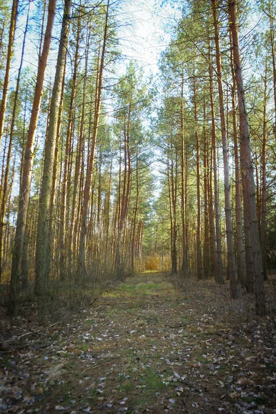 Δρόμος Στο Δάσος Tress Στο Δάσος Την Άνοιξη Μια Βόλτα — Φωτογραφία Αρχείου