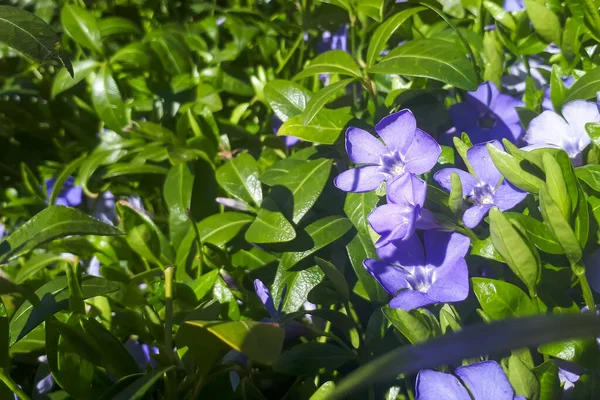 Flores Roxas Azuis Periwinkle Vinca Menor Jardim Primavera Fundo Livre — Fotografia de Stock