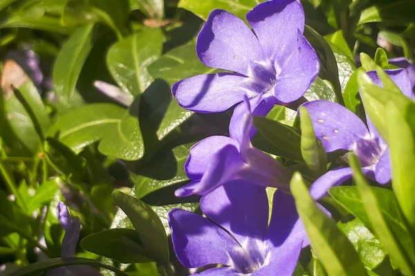 Flores Roxas Azuis Periwinkle Vinca Menor Jardim Primavera Fundo Livre — Fotografia de Stock