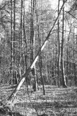 Siyah ve beyaz bahar ormanı. Açık hava orman manzarası.