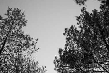 Siyah ve beyaz bahar ormanı. Açık hava orman manzarası.