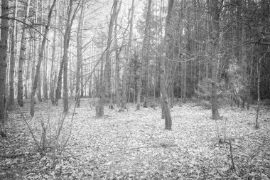 Siyah ve beyaz bahar ormanı. Açık hava orman manzarası.