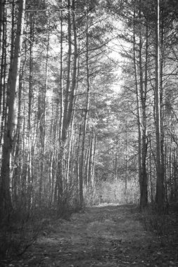 Siyah ve beyaz bahar ormanı. Açık hava orman manzarası.