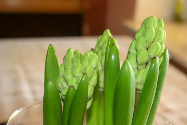 Fiore Verde Germoglio Giacinto Studio Pianta Domestica Primaverile Indoor Sfondo — Foto Stock