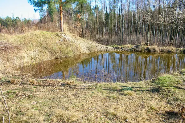 Kleiner Teich Wald Zur Frühlingszeit — Stockfoto