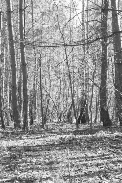 Foresta Primaverile Bianca Nera Paesaggio Forestale Esterno — Foto Stock