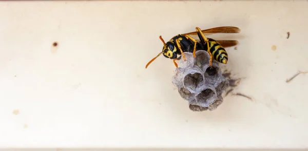 Een Wespennest Sluitboom Papierwesp Macro Insect Sluiten Van Wespennest — Stockfoto