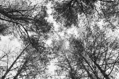 Gökyüzü arka planında siyah ve wuçurtma ağacı dalları.