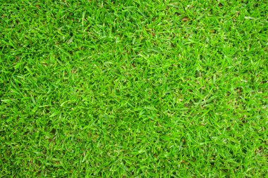 Yeşil çim arka plan doku. Yeşil çim doku arka plan. üstten görünüm.