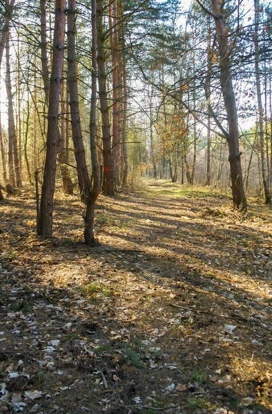 Δάσος Στις Αρχές Της Άνοιξης Φυσικό Περιβάλλον Στην Πολωνία Δέντρα — Φωτογραφία Αρχείου