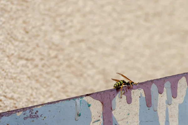 Böcek Arısı Metal Arka Planda Oturur — Stok fotoğraf