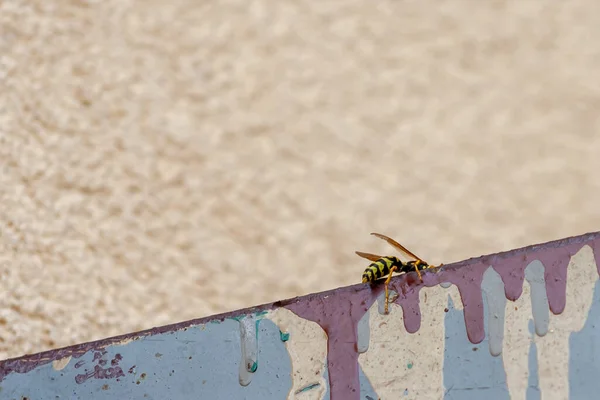 Guêpe Des Insectes Est Assise Sur Fond Métallique — Photo