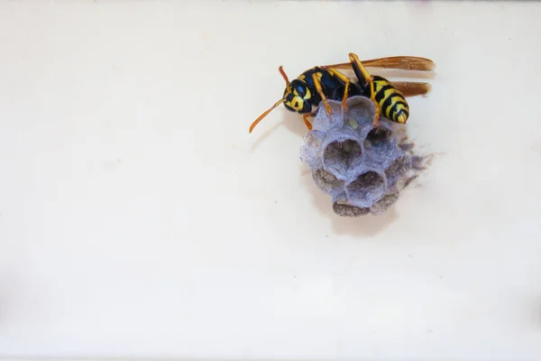 Een Wespennest Sluitboom Papierwesp Macro Insect Sluiten Van Wespennest — Stockfoto