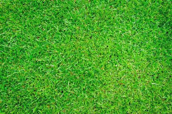 Tekstur Rumput Hijau Kebun Latar Belakang Halaman Luar Tampilan Atas — Stok Foto