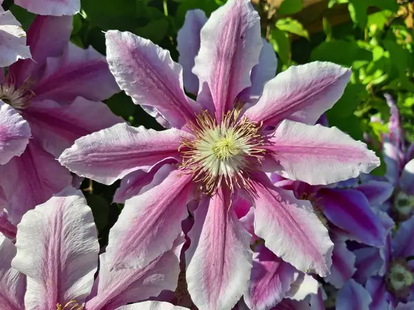 ピンクのクレマチスの花のマクロショット — ストック写真