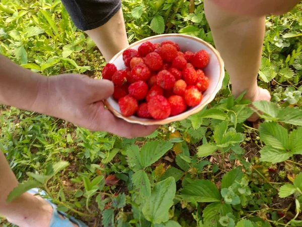 Plato Lleno Fresas Durante Cosecha — Foto de Stock