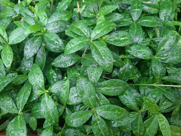 Dejar Gotas Agua Detalle — Foto de Stock