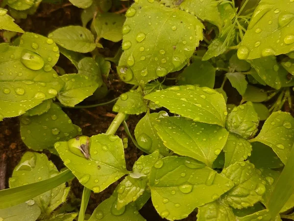 Капли Дождя Маленькое Растение После Дождевой Бури — стоковое фото