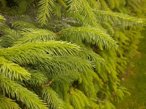 Detalhe Ramo Abeto Fresco Floresta — Fotografia de Stock