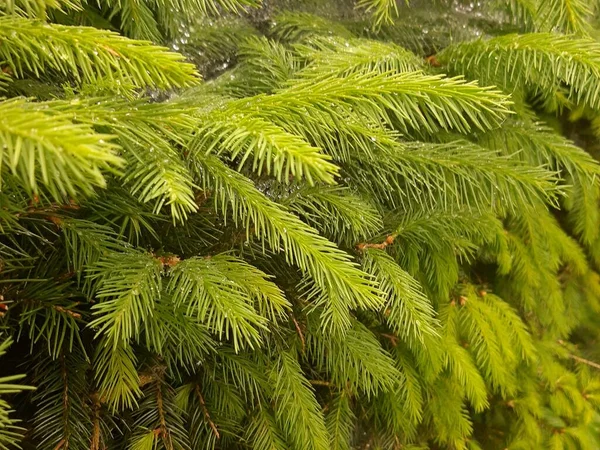 Background Christmas Tree Branches — Stock Photo, Image