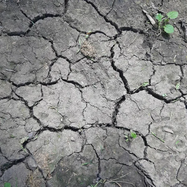 地球温暖化 世界で干ばつが発生しました 雨が降らず地面が割れた — ストック写真