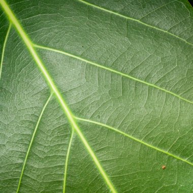Yeşil yaprağın makro fotoğrafı. Yakın yeşil yaprak dokusu arkaplanı.