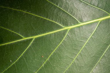Yeşil yaprağın makro fotoğrafı. Yakın yeşil yaprak dokusu arkaplanı.