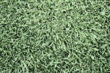 Arka plan için yeşil çimen dokusu. Yeşil çimen deseni ve doku arkaplanı. Yakın plan..