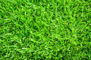 Yeşil çimen arka plan dokusunun en üst görüntüsü. Yeşil çimen dokusu arkaplanı.