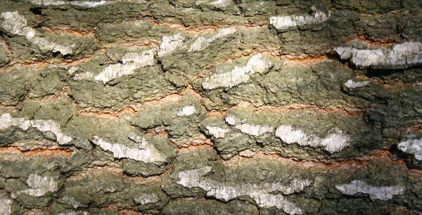 Rindenstruktur Holz Rinde Hintergrund Nahaufnahme Natürliches Muster — Stockfoto