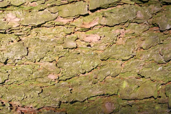 Textura Casca Bark Fundo Madeira Closeup Padrão Natural — Fotografia de Stock