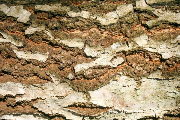 Rindenstruktur Holz Rinde Hintergrund Nahaufnahme Natürliches Muster — Stockfoto