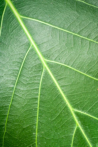 Macro Photo Green Leaf Closeup Green Leaf Texture Background — Stock Photo, Image